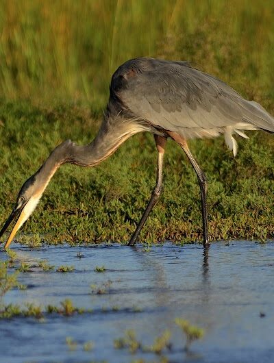 Huntington State park jetty - Murrells Inlet, SC