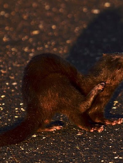 Huntington State park jetty - Murrells Inlet, SC