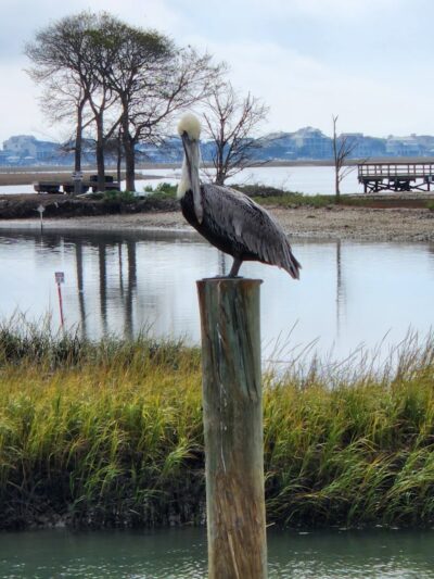 The Murrells Inlet Marsh Walk - Murrells Inlet, SC