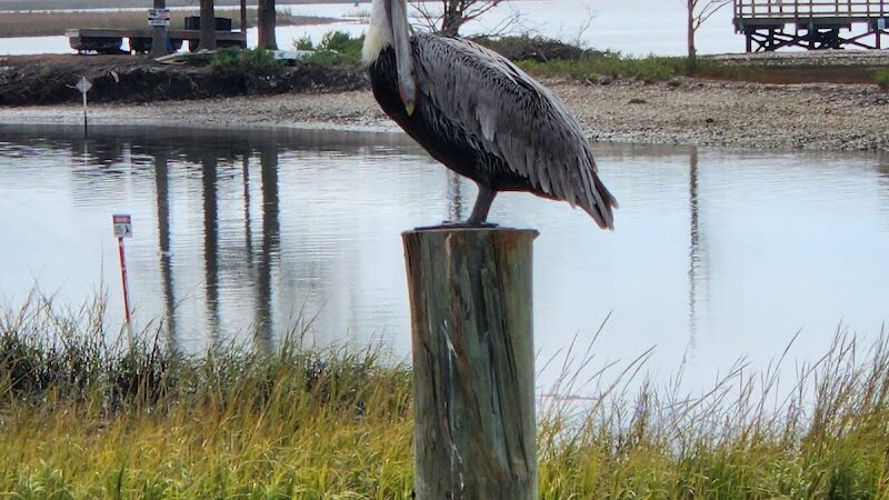 The Murrells Inlet Marsh Walk - Murrells Inlet, SC