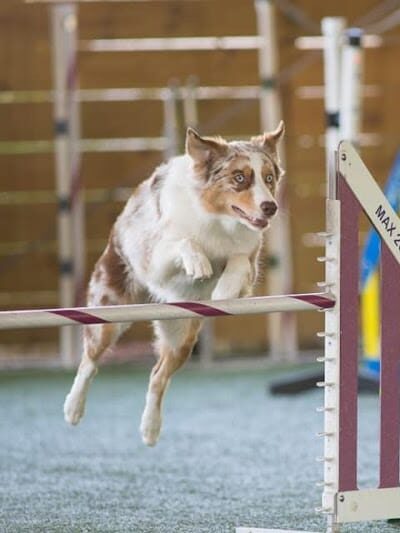 A Dog's Way Inn, Dog Boarding, Dog Day Care, Grooming, Training, Dog Park, Dock Diving - Murrells Inlet, SC