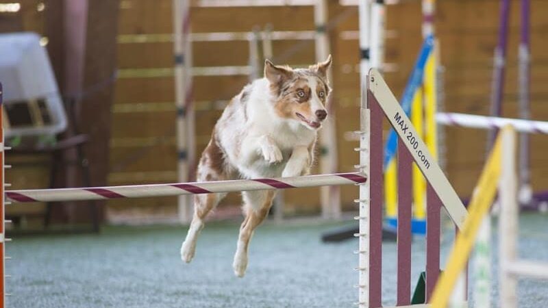 A Dog's Way Inn, Dog Boarding, Dog Day Care, Grooming, Training, Dog Park, Dock Diving - Murrells Inlet, SC