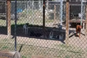A Dog's Way Inn, Dog Boarding, Dog Day Care, Grooming, Training, Dog Park, Dock Diving - Murrells Inlet, SC