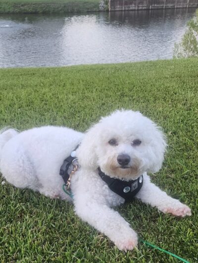 A Dog's Way Inn, Dog Boarding, Dog Day Care, Grooming, Training, Dog Park, Dock Diving - Murrells Inlet, SC