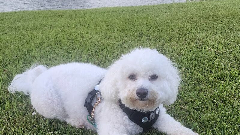 A Dog's Way Inn, Dog Boarding, Dog Day Care, Grooming, Training, Dog Park, Dock Diving - Murrells Inlet, SC