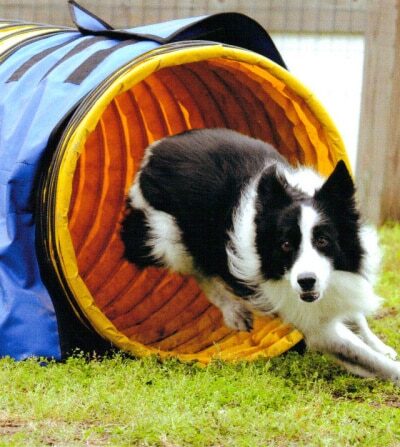 A Dog's Way Inn, Dog Boarding, Dog Day Care, Grooming, Training, Dog Park, Dock Diving - Murrells Inlet, SC