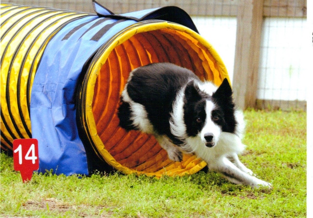 A Dog's Way Inn, Dog Boarding, Dog Day Care, Grooming, Training, Dog Park, Dock Diving - Murrells Inlet, SC