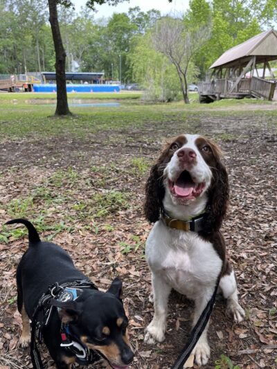 A Dog's Way Inn, Dog Boarding, Dog Day Care, Grooming, Training, Dog Park, Dock Diving - Murrells Inlet, SC