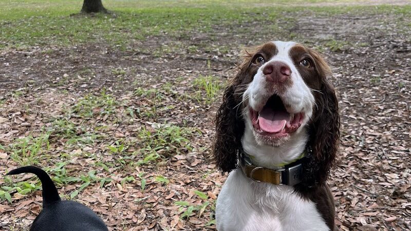 A Dog's Way Inn, Dog Boarding, Dog Day Care, Grooming, Training, Dog Park, Dock Diving - Murrells Inlet, SC