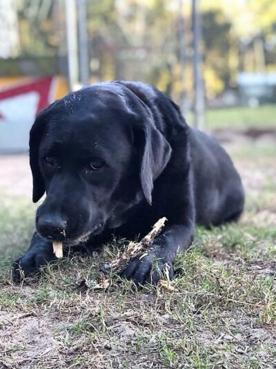 A Dog's Way Inn, Dog Boarding, Dog Day Care, Grooming, Training, Dog Park, Dock Diving - Murrells Inlet, SC