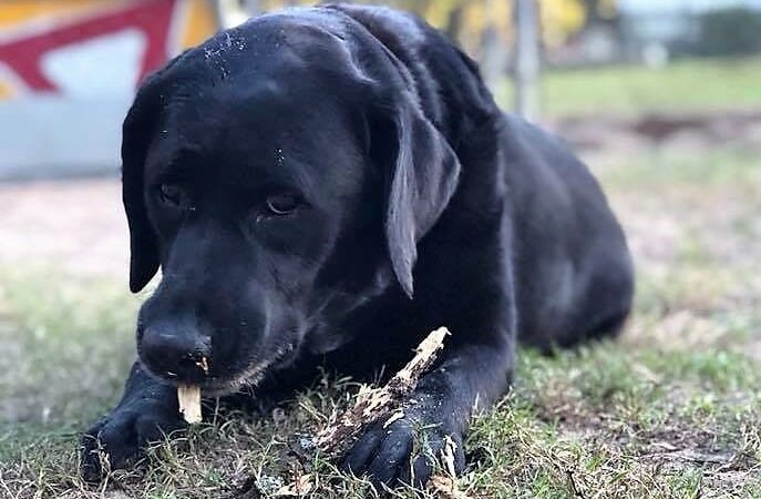 A Dog's Way Inn, Dog Boarding, Dog Day Care, Grooming, Training, Dog Park, Dock Diving - Murrells Inlet, SC