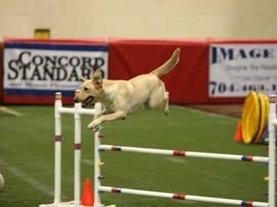 A Way To Play Dog Agility Club - Murrells Inlet, SC