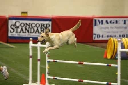 A Way To Play Dog Agility Club - Murrells Inlet, SC