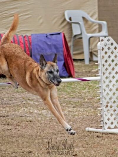 A Way To Play Dog Agility Club - Murrells Inlet, SC