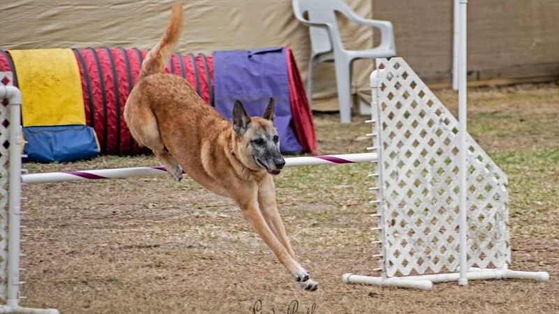 A Way To Play Dog Agility Club - Murrells Inlet, SC