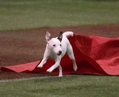 A Way To Play Dog Agility Club - Murrells Inlet, SC