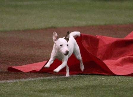 A Way To Play Dog Agility Club - Murrells Inlet, SC