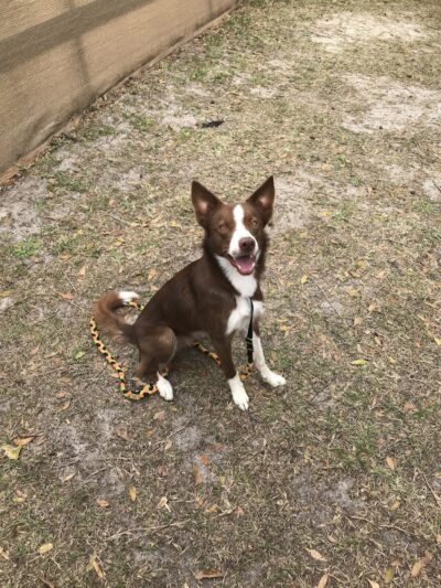 A Way To Play Dog Agility Club - Murrells Inlet, SC