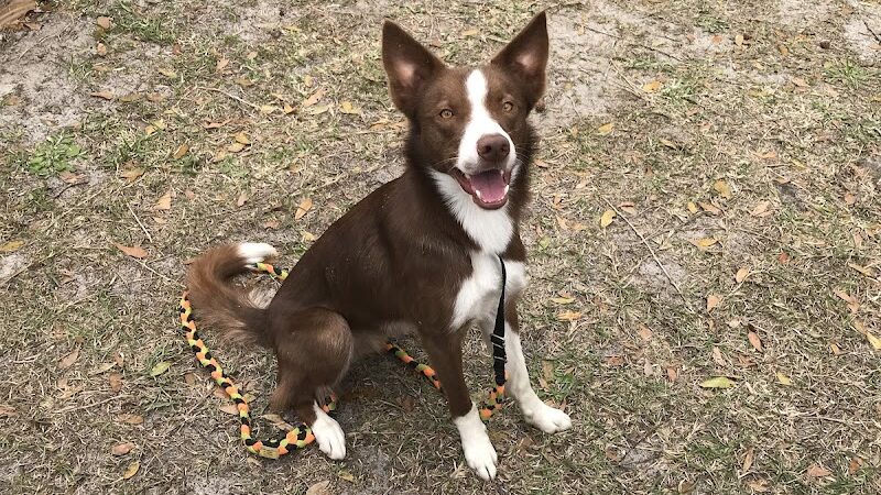 A Way To Play Dog Agility Club - Murrells Inlet, SC