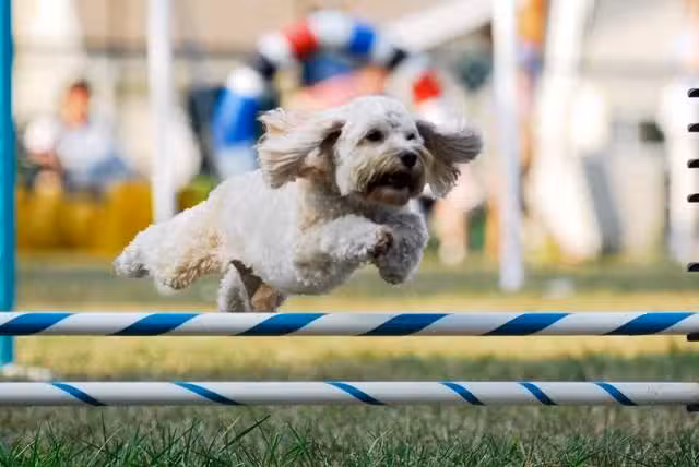 A Way To Play Dog Agility Club - Murrells Inlet, SC