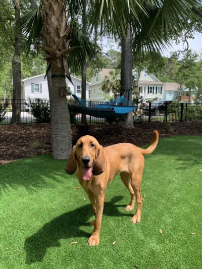 Bark Pet Resort - Murrells Inlet, SC