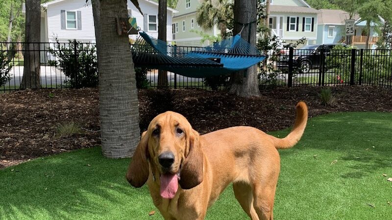 Bark Pet Resort - Murrells Inlet, SC