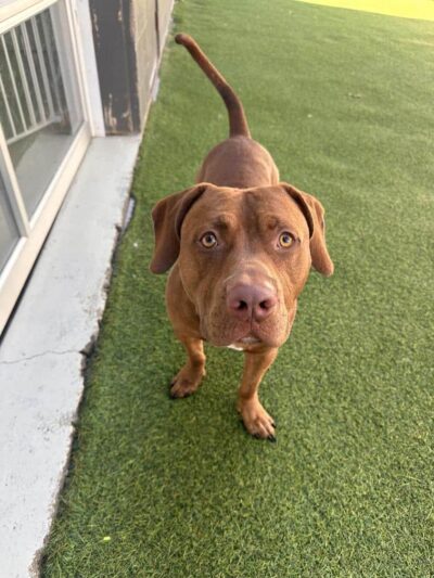 Bark Pet Resort - Murrells Inlet, SC