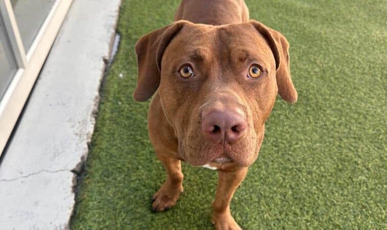 Bark Pet Resort - Murrells Inlet, SC