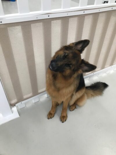 Bark Pet Resort - Murrells Inlet, SC