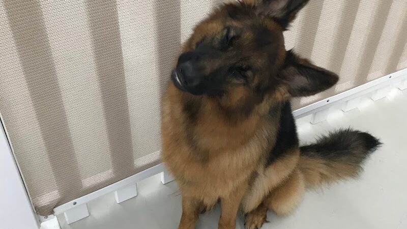 Bark Pet Resort - Murrells Inlet, SC