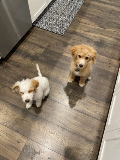 Bark Pet Resort - Murrells Inlet, SC