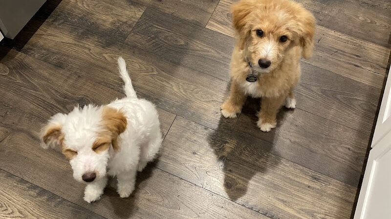 Bark Pet Resort - Murrells Inlet, SC