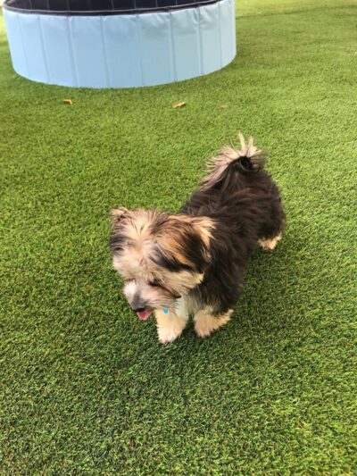 Bark Pet Resort - Murrells Inlet, SC