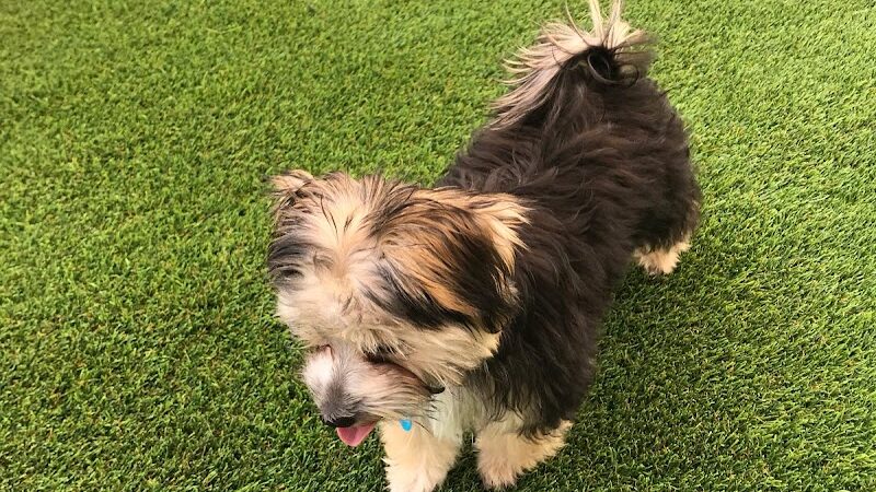 Bark Pet Resort - Murrells Inlet, SC