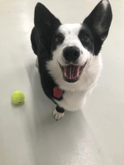 Bark Pet Resort - Murrells Inlet, SC