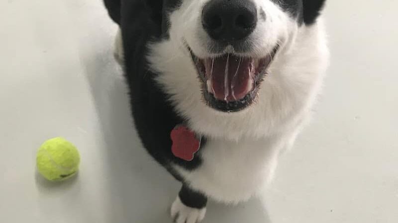 Bark Pet Resort - Murrells Inlet, SC