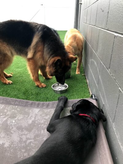 Bark Pet Resort - Murrells Inlet, SC