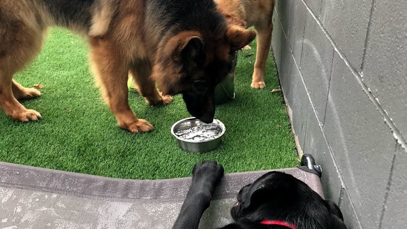 Bark Pet Resort - Murrells Inlet, SC