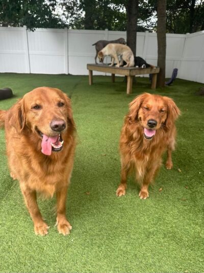 Bark Pet Resort - Murrells Inlet, SC