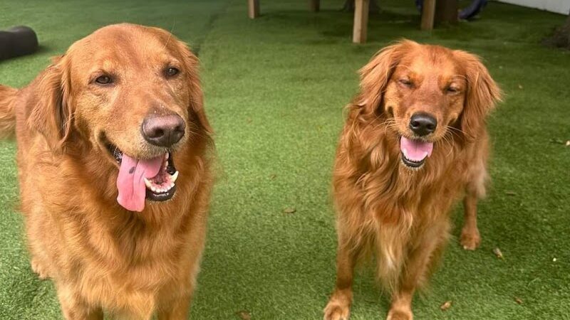 Bark Pet Resort - Murrells Inlet, SC