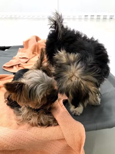 Bark Pet Resort - Murrells Inlet, SC