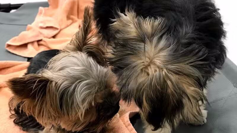 Bark Pet Resort - Murrells Inlet, SC