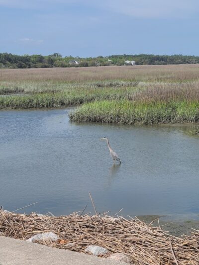 Ceremony - Huntington Beach State Park - Murrells Inlet, SC