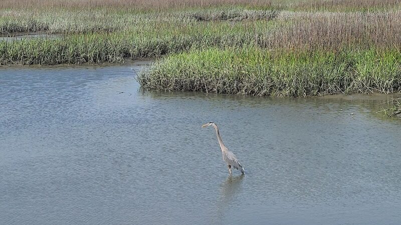 Ceremony - Huntington Beach State Park - Murrells Inlet, SC