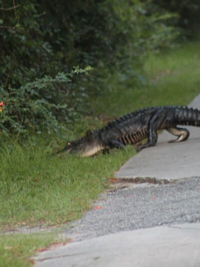 Ceremony - Huntington Beach State Park - Murrells Inlet, SC