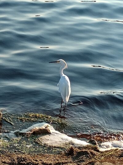 Huntington Beach State Park - Murrells Inlet, SC