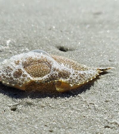Murrells Inlet South Jetty - Murrells Inlet, SC