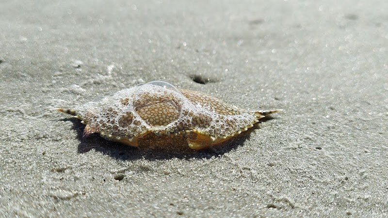 Murrells Inlet South Jetty - Murrells Inlet, SC