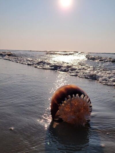 Murrells Inlet South Jetty - Murrells Inlet, SC