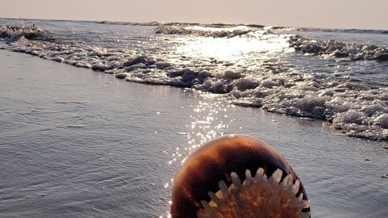 Murrells Inlet South Jetty - Murrells Inlet, SC